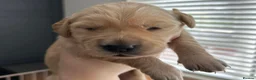Golden Retriever dogs for sale: True Golden Retriever puppies-ready soon🐾✨ in Birmingham - Advert 4