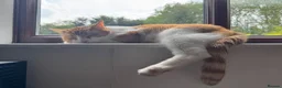 Mixed Breed cats for sale: 2x cats for Sale PLEASE READ DESCRIPTION!!!! - Advert 3