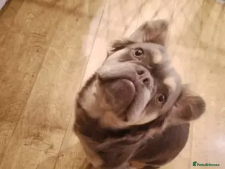 French Bulldog dogs FLUFFY FEMALE FRENCH BULLDOG - Advert 1