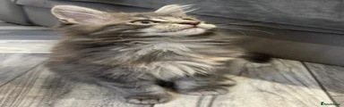 Maine Coon 5