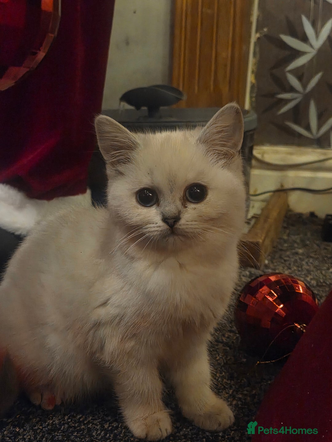 British Shorthair cats for sale: Beautiful kittens ready to go - Advert 2