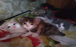 Mixed Breed cats for sale: For sale  - Image 4