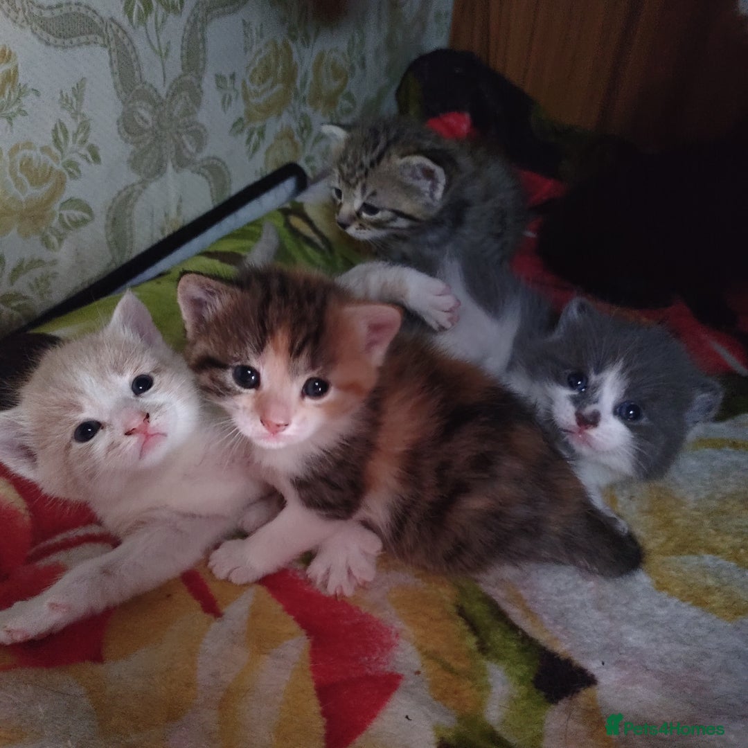 Mixed Breed cats for sale: For sale  - Image 4