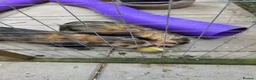Ferret rodents for sale: Male pole cats x pets  in Durham - Advert 4