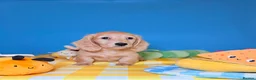 Miniature Dachshund dogs for sale: Lovey miniature dachshund boy - Advert 10