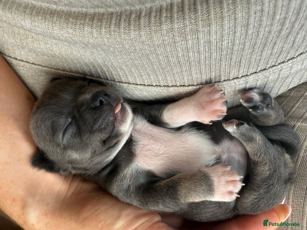 Chihuahua dogs for sale: ✨ Lilac Baby Girl with blue eyes  - Image 9