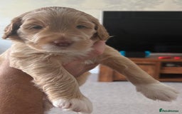 Australian Labradoodle dogs for sale: Australian Labradoodle Puppies  - Image 7