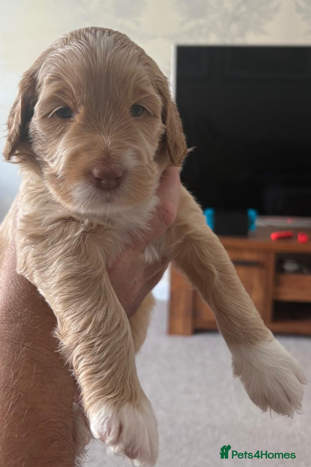 Australian Labradoodle dogs for sale: Australian Labradoodle Puppies  - Image 7