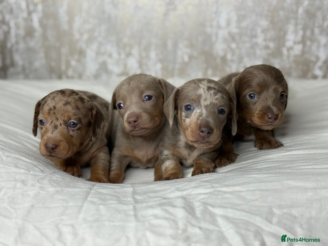 Miniature Dachshund dogs for sale: quality minature dachshunds (ready 14th october) - Image 5