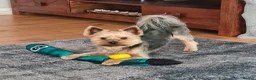 Yorkshire Terrier dogs for stud: KC Registered-Toy Yorkshire Terrier  in Chorley - Advert 2