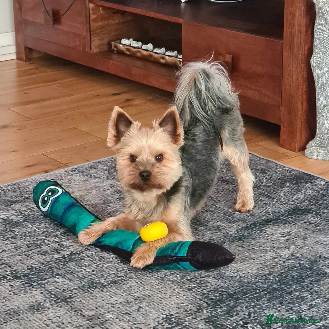 Yorkshire Terrier dogs for stud: KC Registered-Toy Yorkshire Terrier  in Chorley - Advert 2