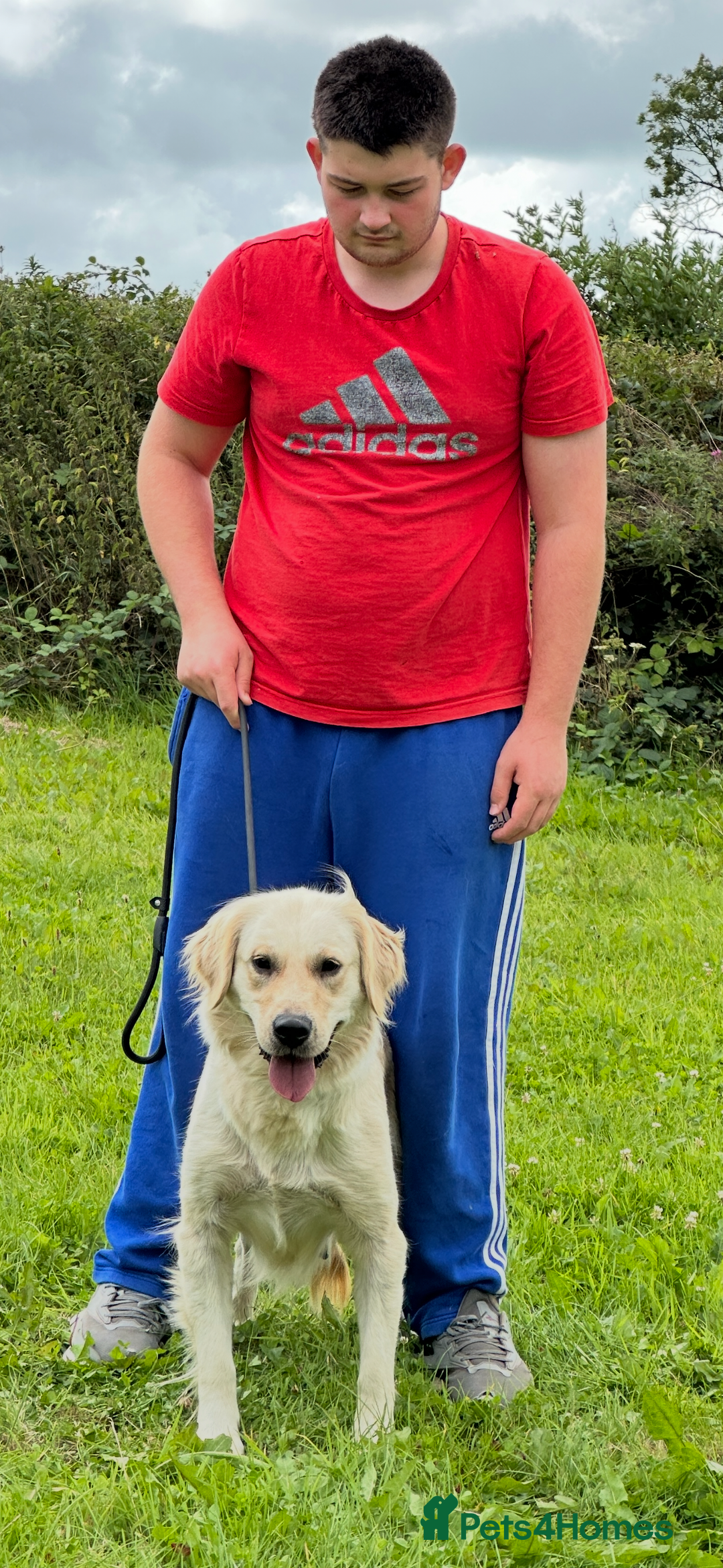 Golden Retriever dogs for sale: (Rain) Beautiful adult golden retriever for sale  - Image 6