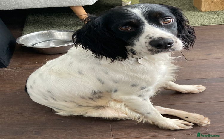 Brittany Spaniel dogs - Advert 15