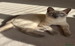 British Shorthair cats for sale: 8 month old BSH male - Image 1