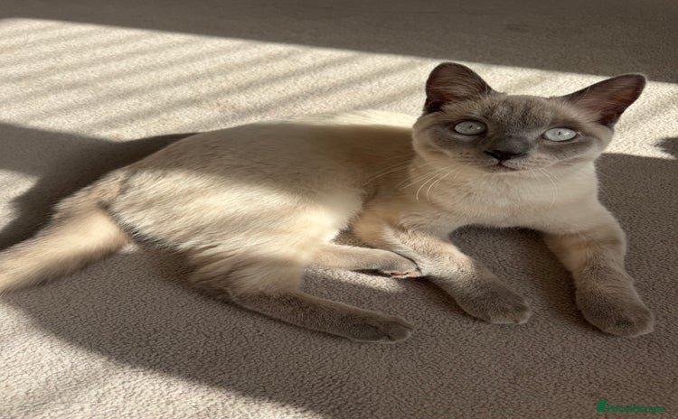 British Shorthair cats - Advert 9