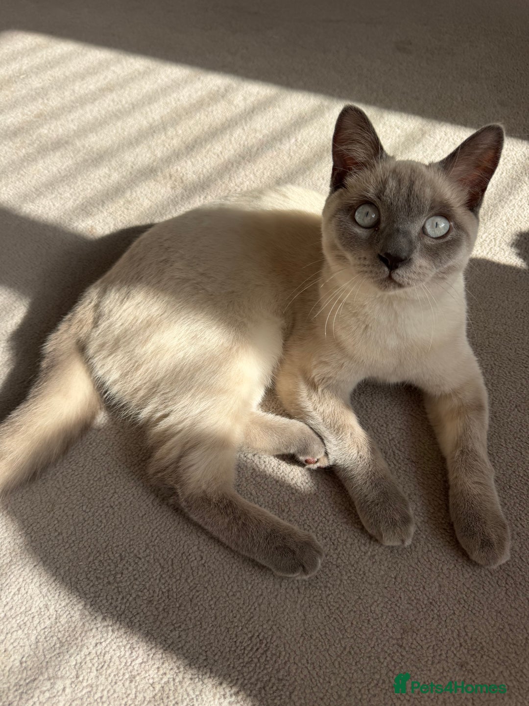 British Shorthair cats for sale: 8 month old BSH male - Image 1
