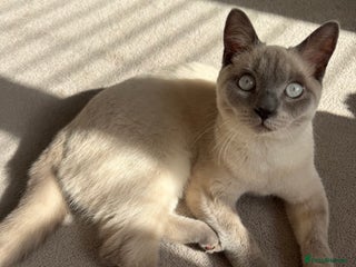 British Shorthair cats - Advert 15