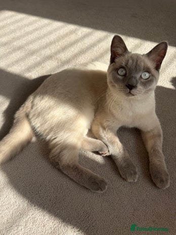 British Shorthair cats - Advert 3