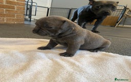 Mixed Breed dogs for sale: Staffy cross pugs  - Image 7