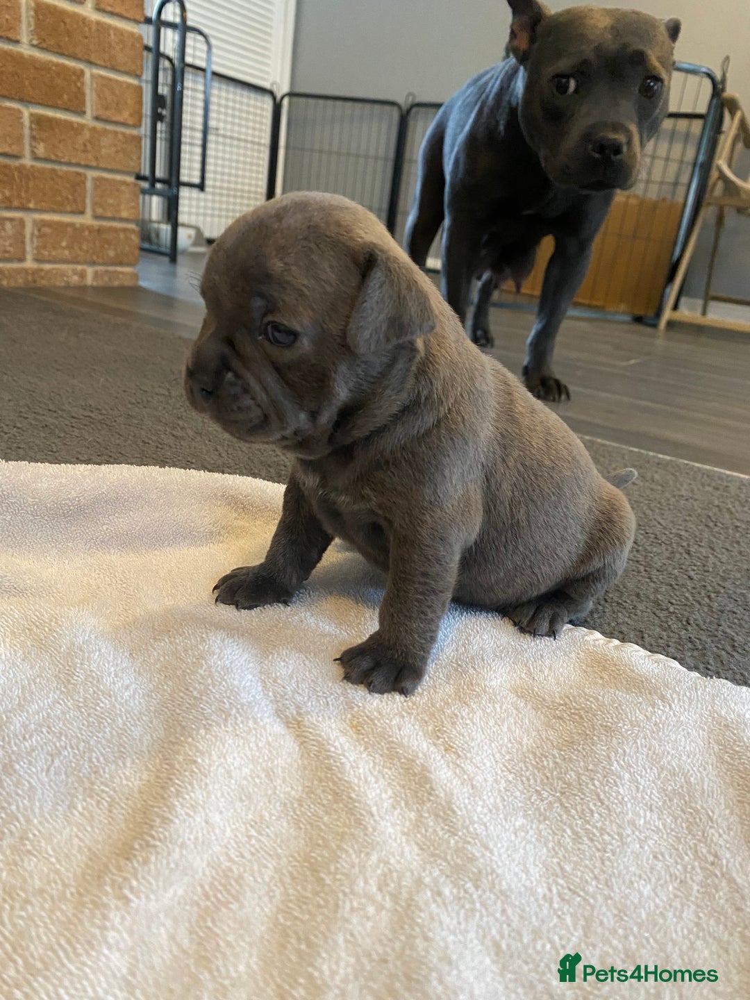 Mixed Breed dogs for sale: Staffy cross pugs  - Image 7