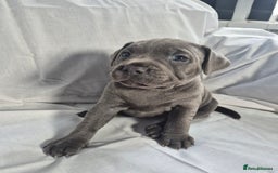 Staffordshire Bull Terrier dogs for sale: **Ready To Leave**KC Blues Champ Blood in Coventry - Image 38