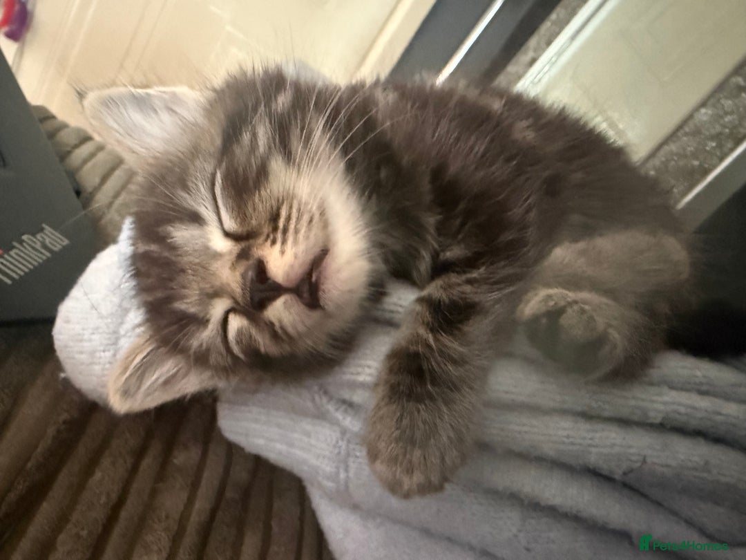 Mixed Breed cats for sale: Mixed breed male kittens - Advert 12