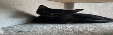 Domestic Shorthair 1