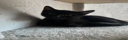 Domestic Shorthair cats for sale: Solid black kitten for sale in Bexhill-on-Sea - Advert 2