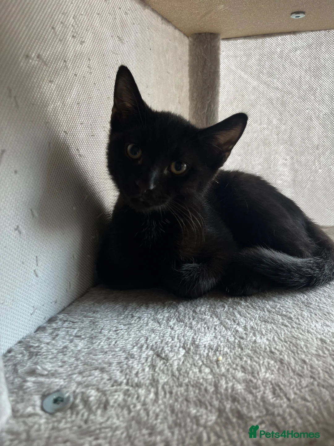 Domestic Shorthair cats for sale: Solid black kitten for sale in Bexhill-on-Sea - Advert 2
