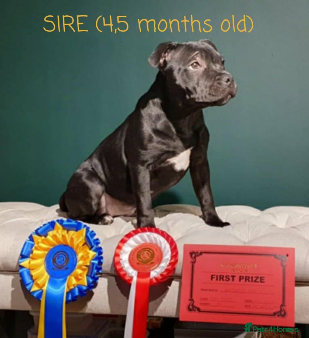 Staffordshire Bull Terrier dogs for sale: KC Registered Champions Bloodline Show Quality  - Image 23