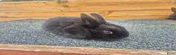 Mixed Breed rabbits for sale: Mixed breed baby rabbits - Advert 5