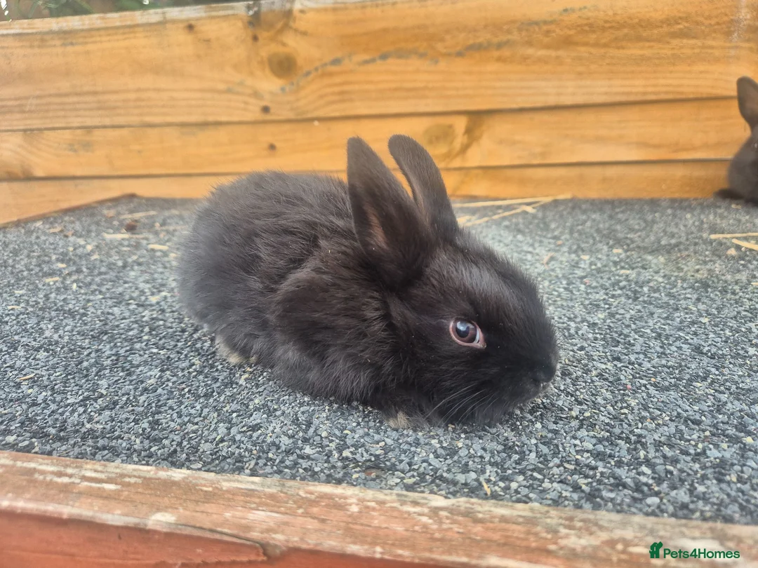 Mixed Breed rabbits for sale: Mixed breed baby rabbits - Advert 5