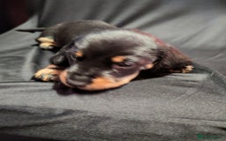 Dachshund dogs for sale: Puppy's - Image 5