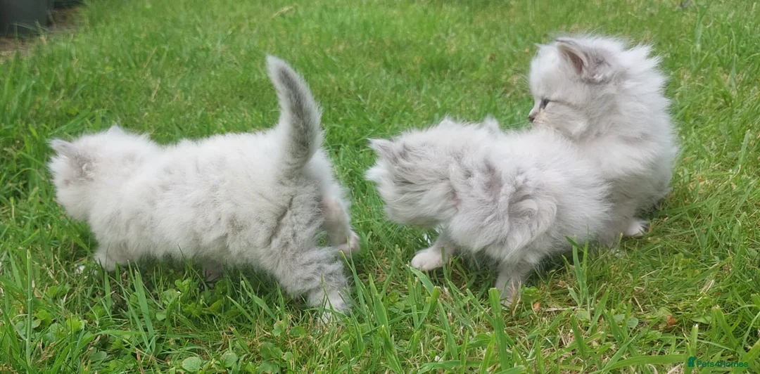 Siberian cats for sale: Exceptional TICA Pedigree Siberian kittens - Advert 13