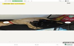 Mixed Breed dogs for sale: Labrodor cross irish wolfhound - Advert 4