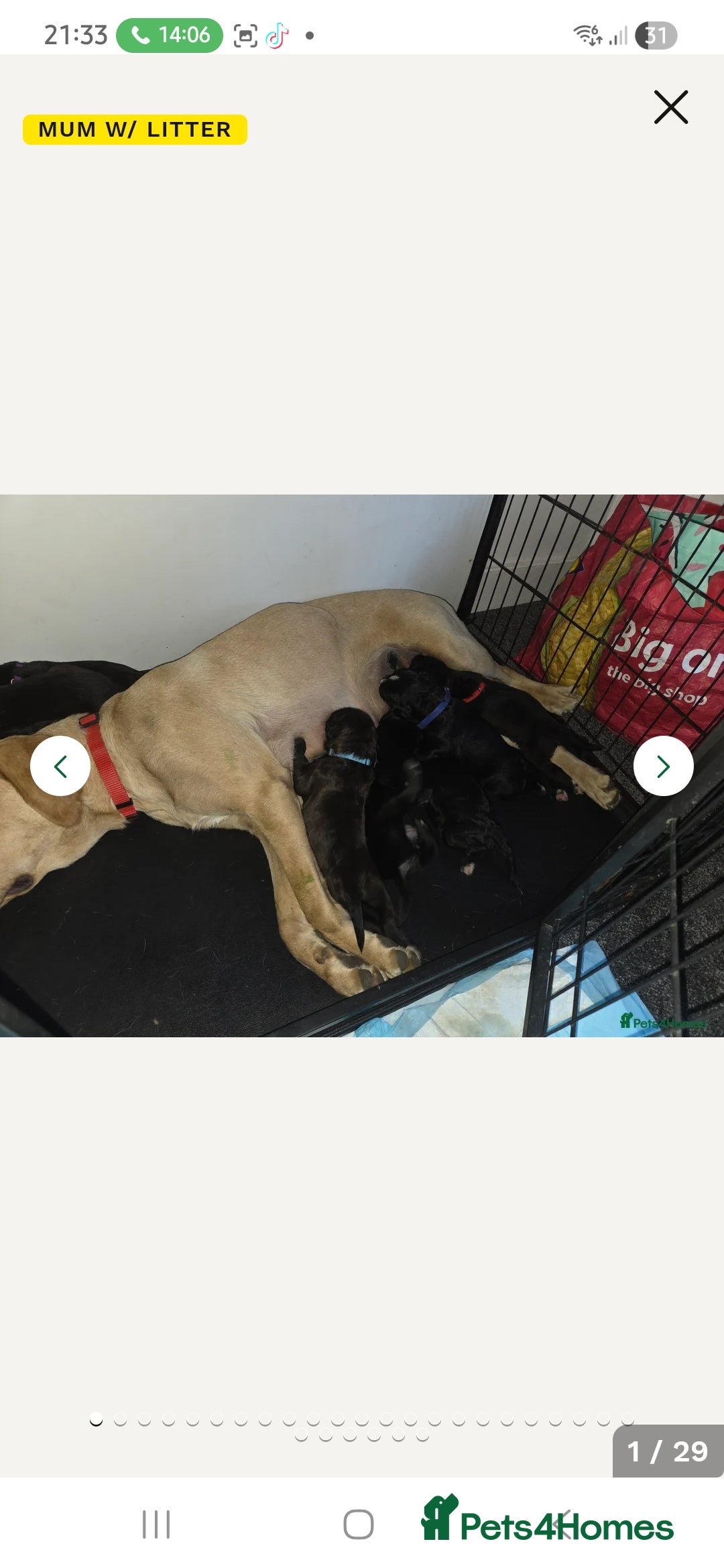 Mixed Breed dogs for sale: Labrodor cross irish wolfhound - Advert 4