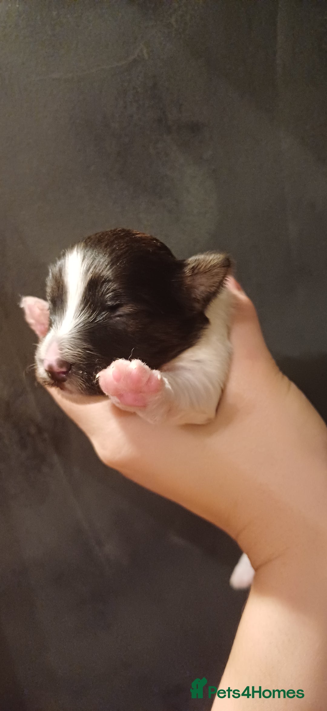 Mixed Breed dogs for sale: Yorkshire Biewer puppies 2 girls available  - Advert 18