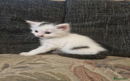 Maine Coon cats for sale: Maine Coon Kittens X - Image 1