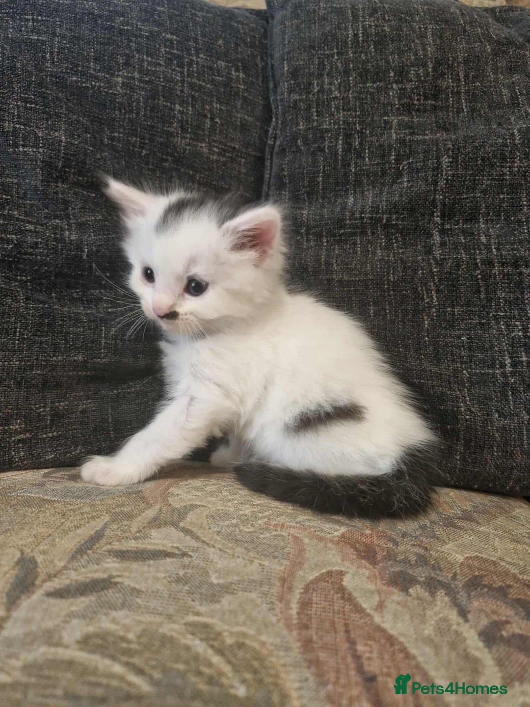 Maine Coon cats for sale: Maine Coon Kittens X - Image 1
