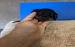 Dachshund dogs for sale: Dachshund puppies for sale stunning  - Image 8
