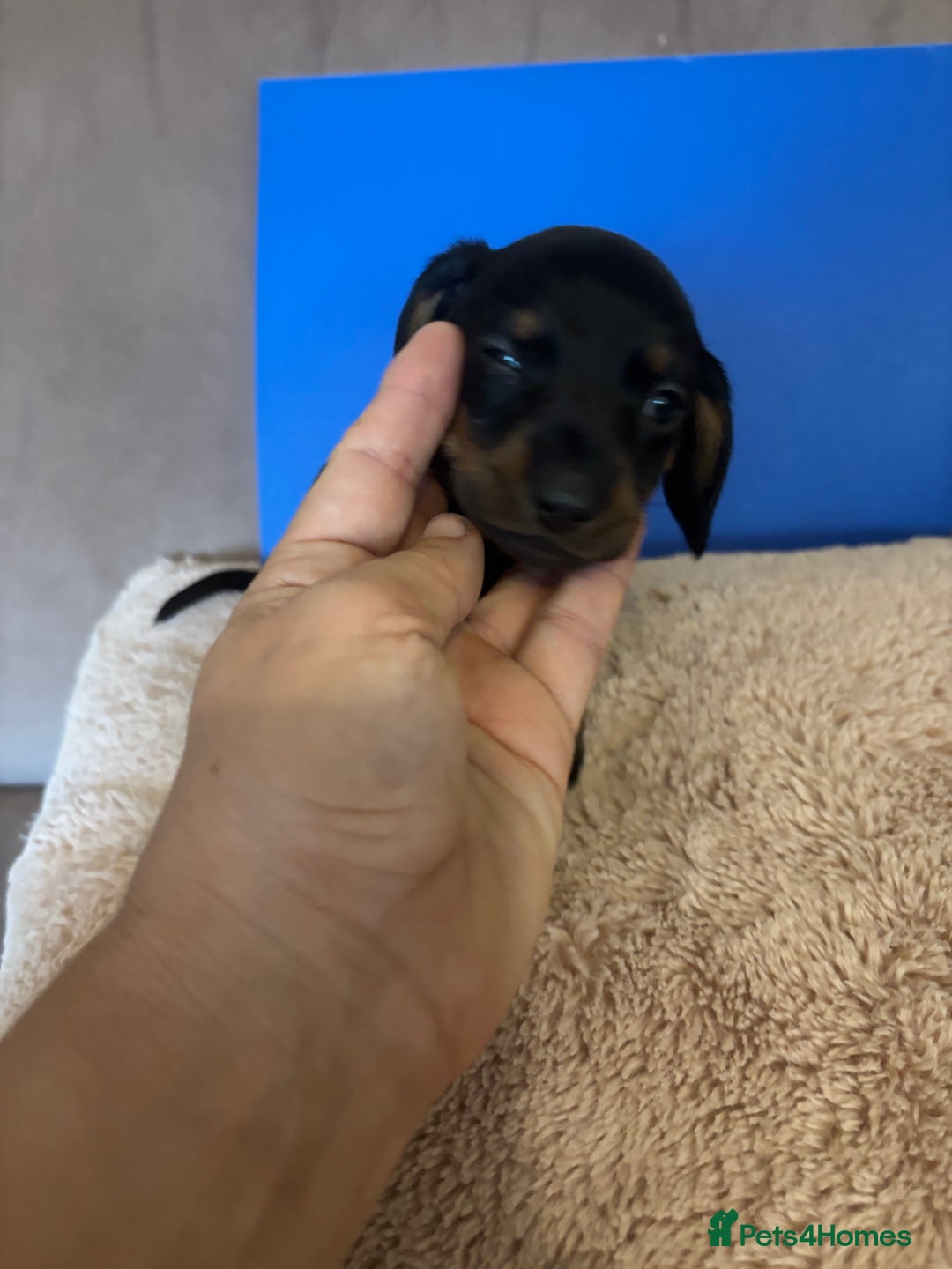 Dachshund dogs for sale: Dachshund puppies for sale stunning  - Image 8