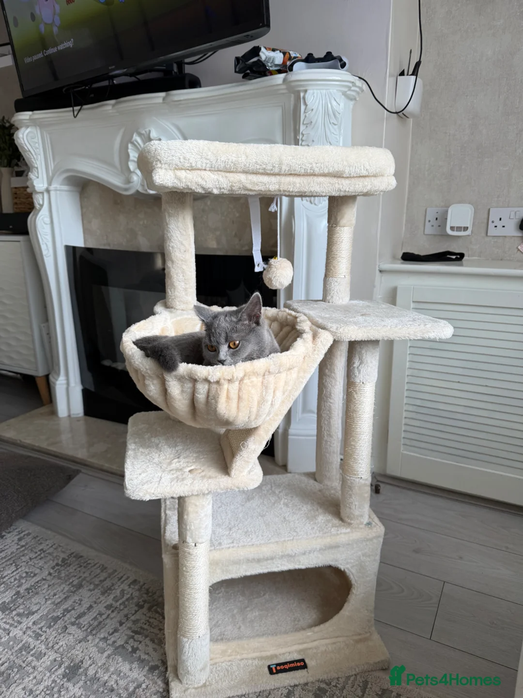 British Shorthair cats for sale: British shorthair  - Advert 2