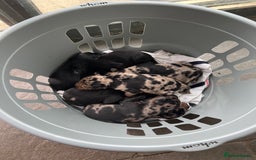 Mixed Breed dogs for sale: Beauceron/Doberman Pups - Image 4