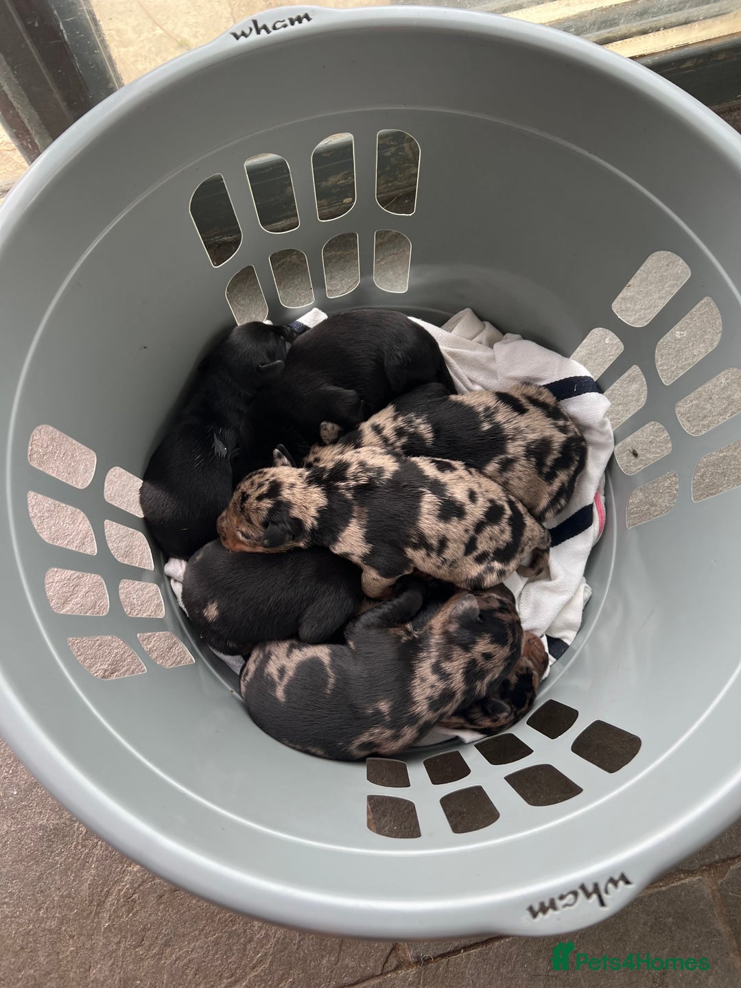 Mixed Breed dogs for sale: Beauceron/Doberman Pups - Image 4