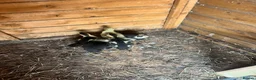 Ducks poultry for sale: Muscovy ducklings for sale - Advert 3