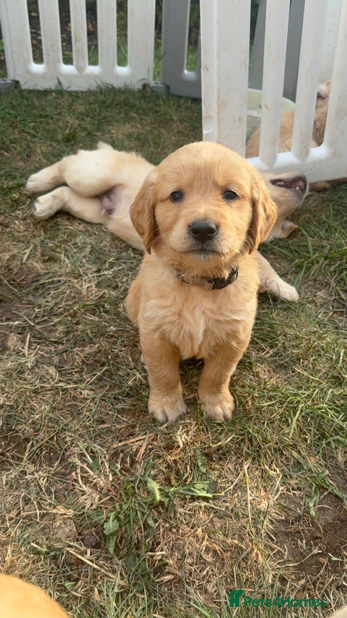 Golden Retriever dogs ONE Beautiful BOY Golden Retriever Puppy left - Advert 2