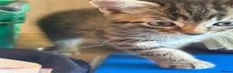 Mixed Breed cats for sale: Kitten in Saint Ives - Advert 5