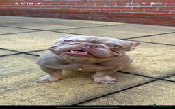French Bulldog dogs for stud: Big Meech  - Image 2