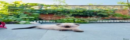 Scottish Fold cats for sale: Scottish Fold Kittens Ready For Forever Homes - Advert 16