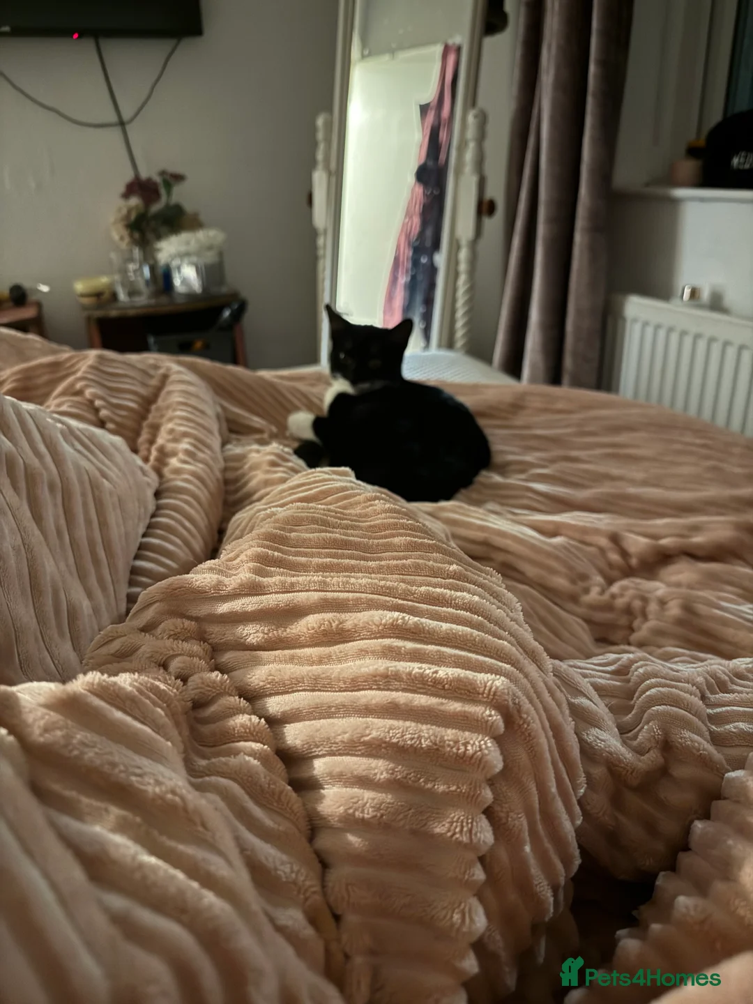 Mixed Breed cats for sale: Two female kittens 7 month old - Advert 7